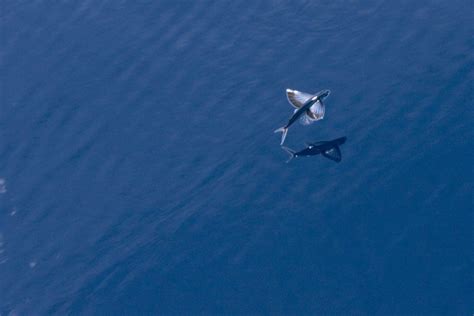 Fantastic flyers: 10 animals that fly in surprising ways.